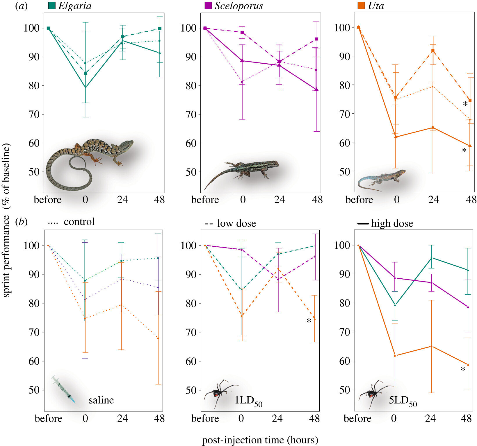 One step closer to understanding why some lizards are immune to black widow spider venom