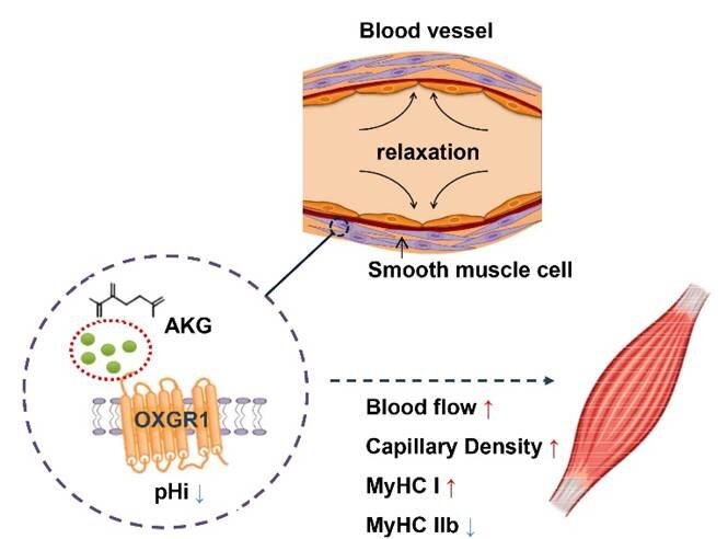 AKG as a dietary supplement to improve health and performance