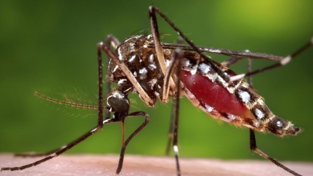 Study: Their smell could attract mosquitoes