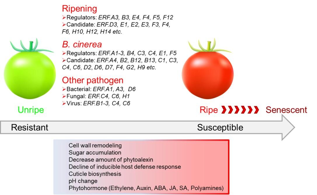 The role of ethylene response factors in regulating fruit ripening and pathogen response