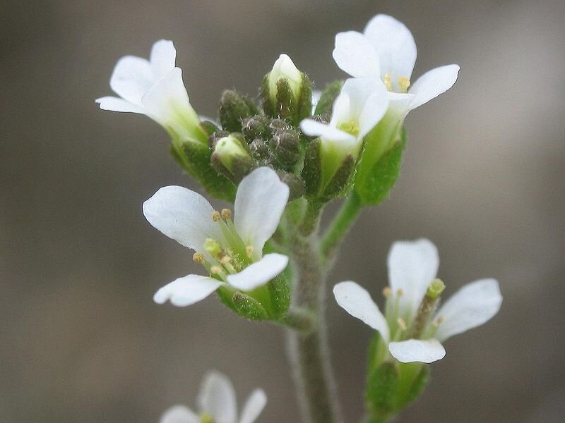 Molecular mechanism of a protein that regulates endoreduplication and cell growth in Arabidopsis