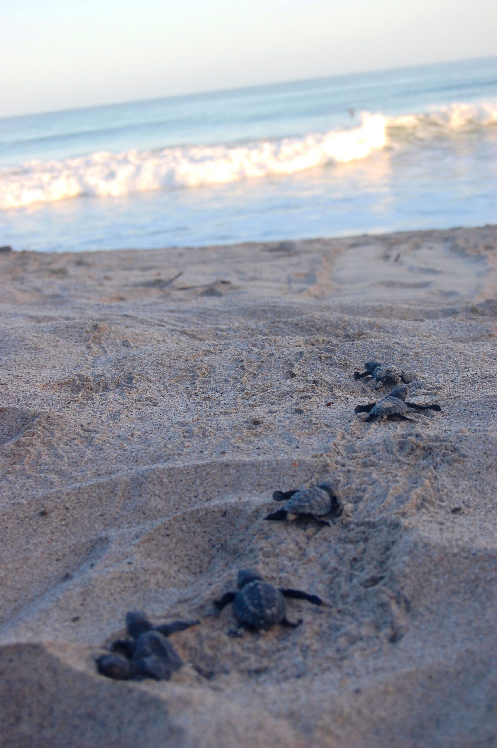 Sensor disguised as a sea turtle egg allows conservationists to remotely predict nest breeding season