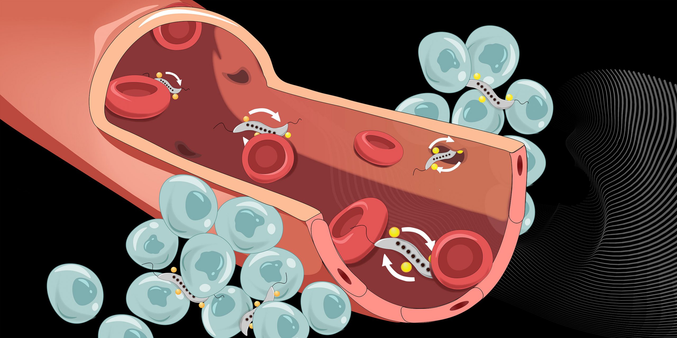 Researchers are investigating how magnetic bacteria can be used to fight tumors