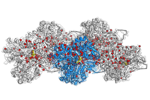 A pocket full of water molecules - how actin filaments drive the movement of the cell