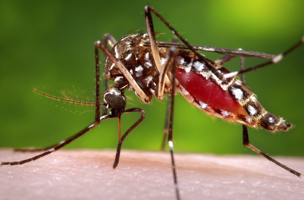 Are you a mosquito magnet?  It could be your smell |  The Northern State Journal