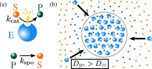 Enzymatic reactions: Researchers unveil a regulatory mechanism by which life controls and organizes itself