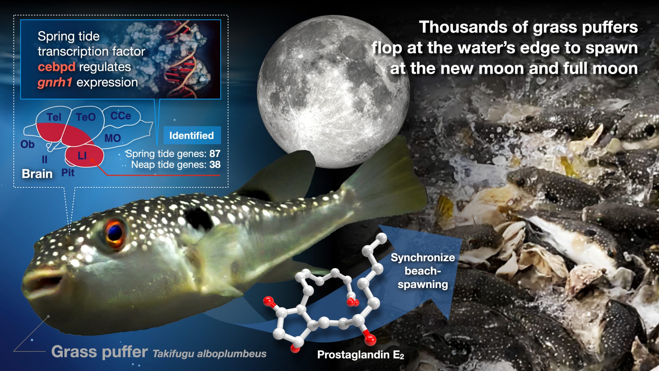 A pheromone that explains why puffer fish spawn on beaches in the moonlight