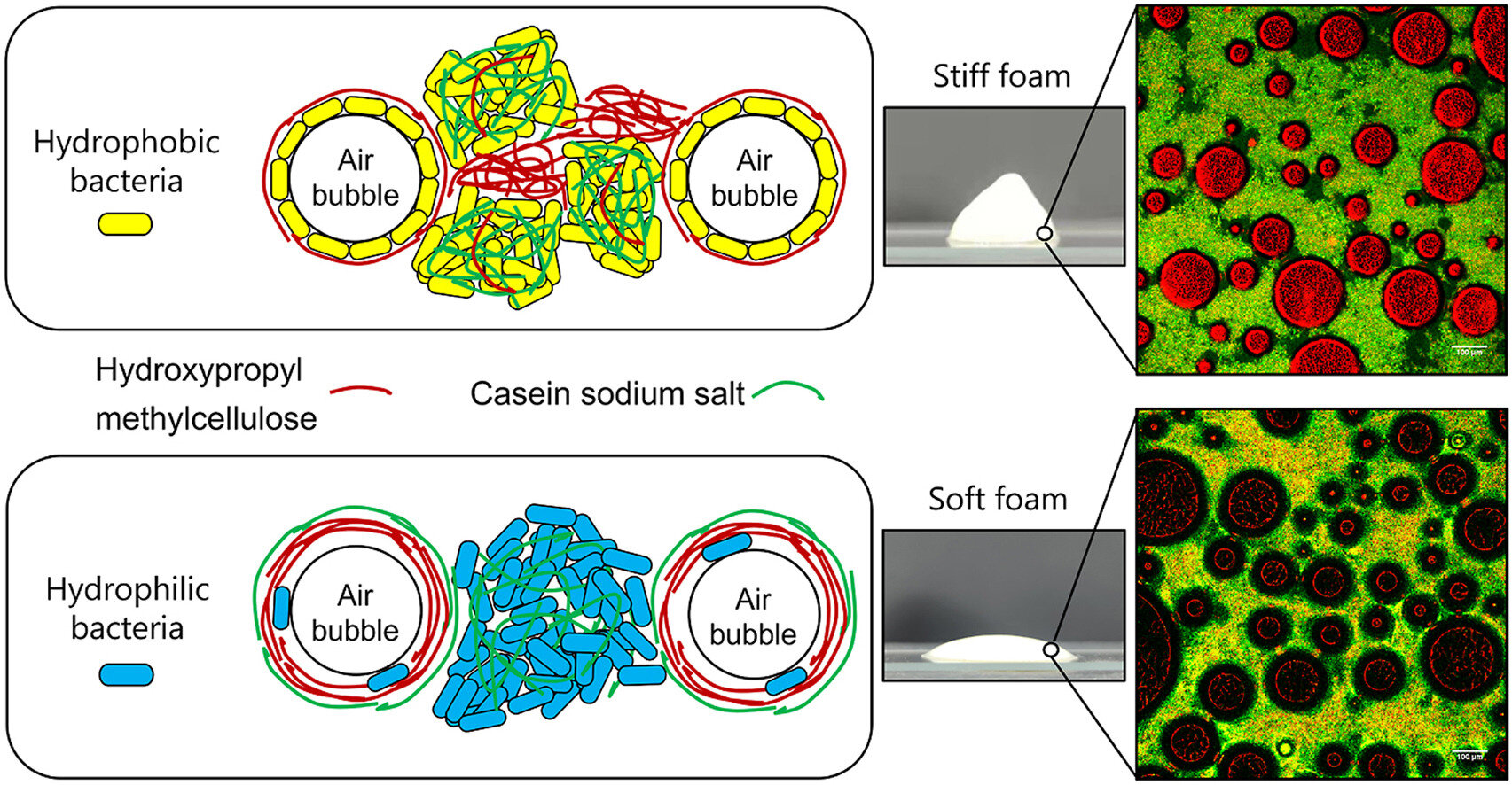 Bacteria-based, fat-free whipped cream could be a food of the future