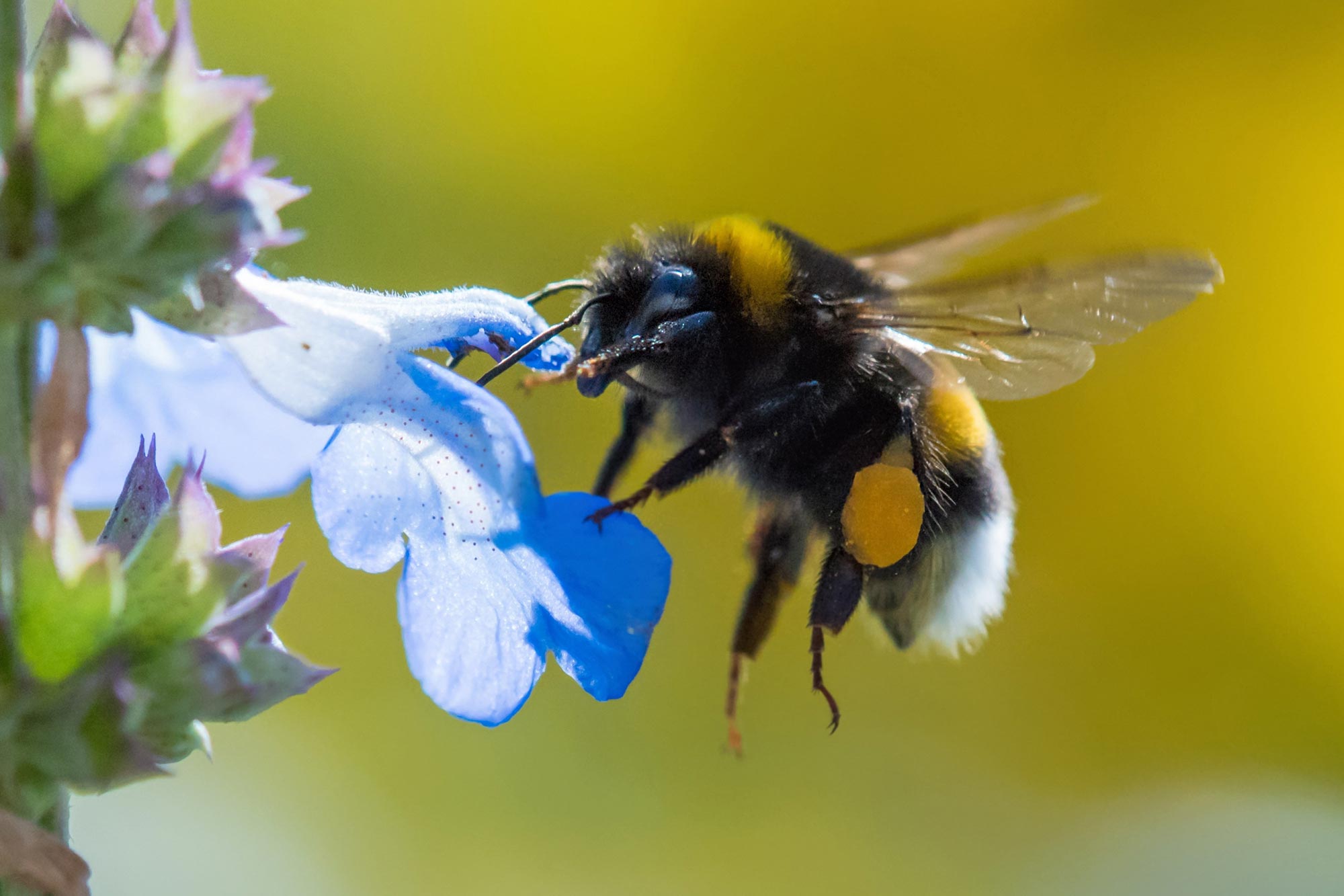 Bumble Bee Flying Flower Close