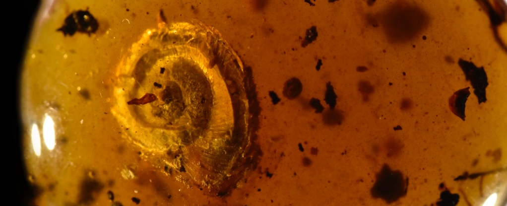 Ancient snail discovered 99 million years ago with hair growing on shell