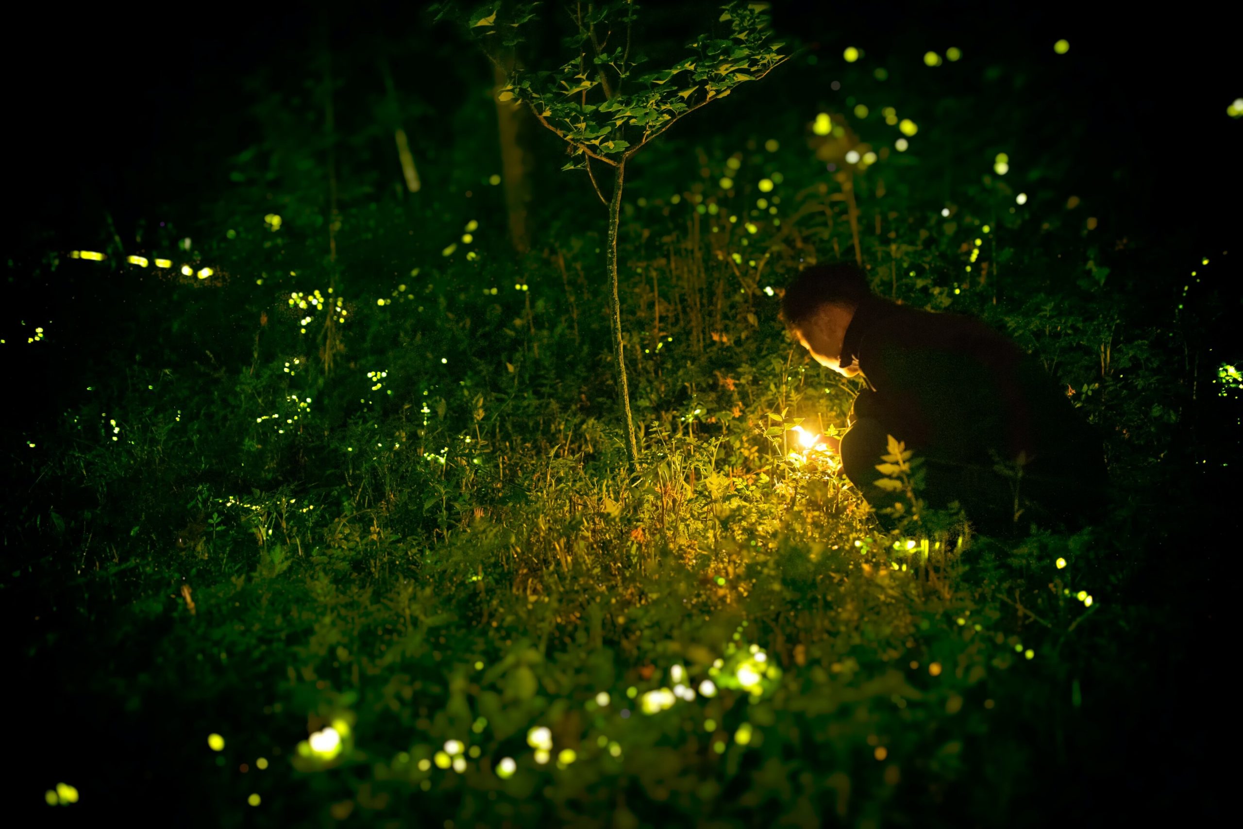 Mathematicians explain how some fireflies blink synchronously