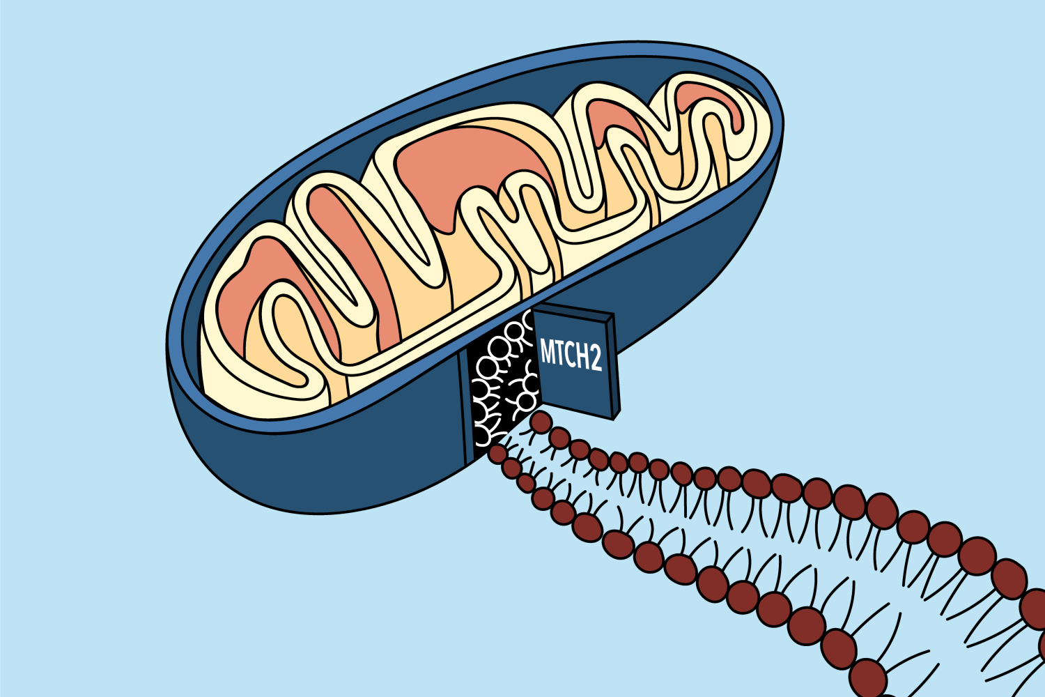 A "door" into the mitochondrial membrane