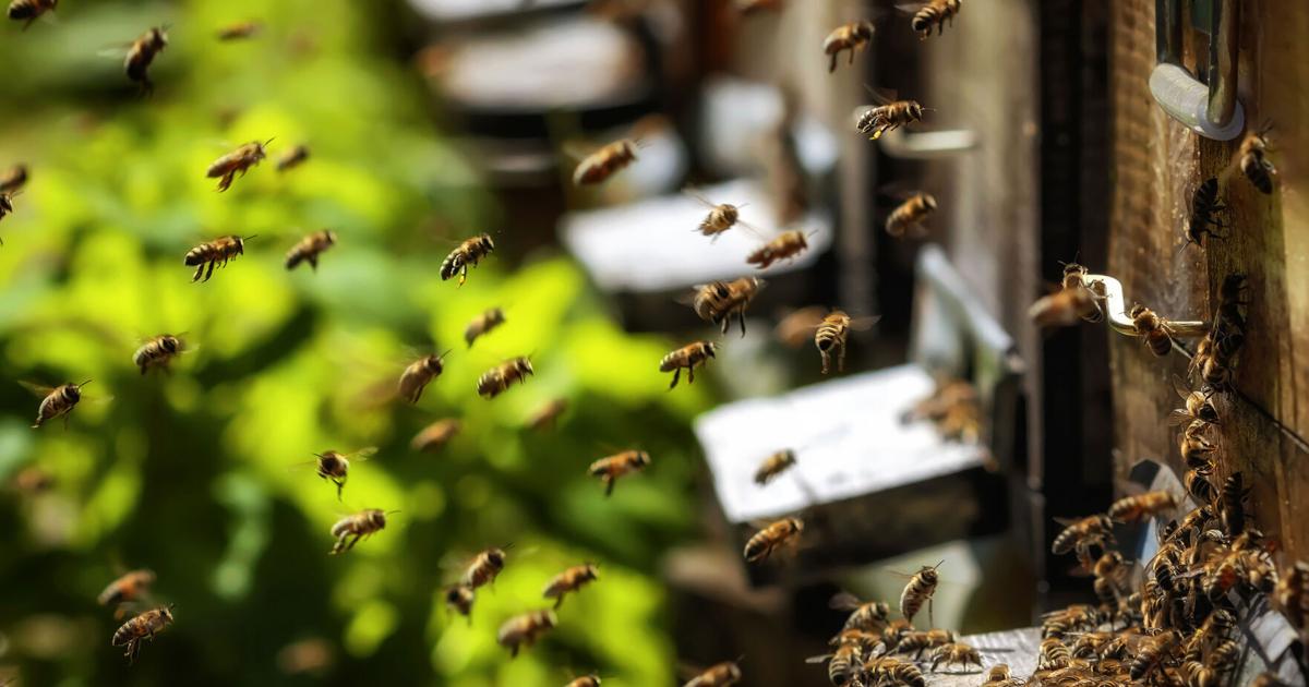 According to a study, swarming honey bees can produce as much electricity as a thunderstorm