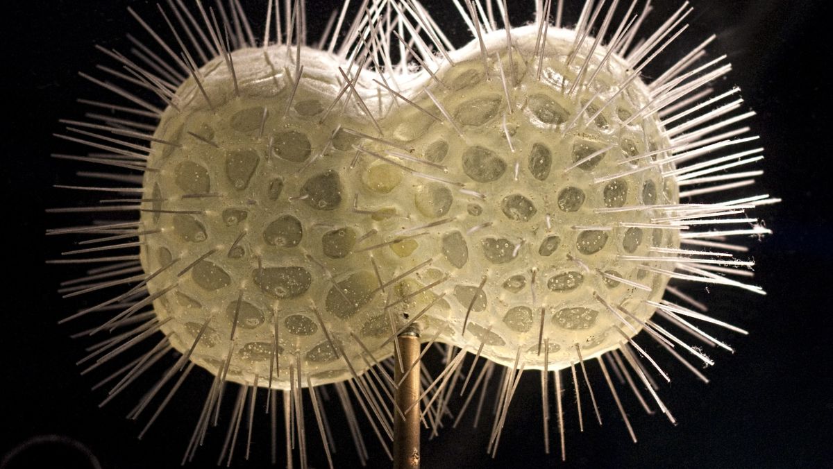 A model of a radiolarian at the Smithsonian Museum of Natural History looks like a pair of spiky off-white spheres.