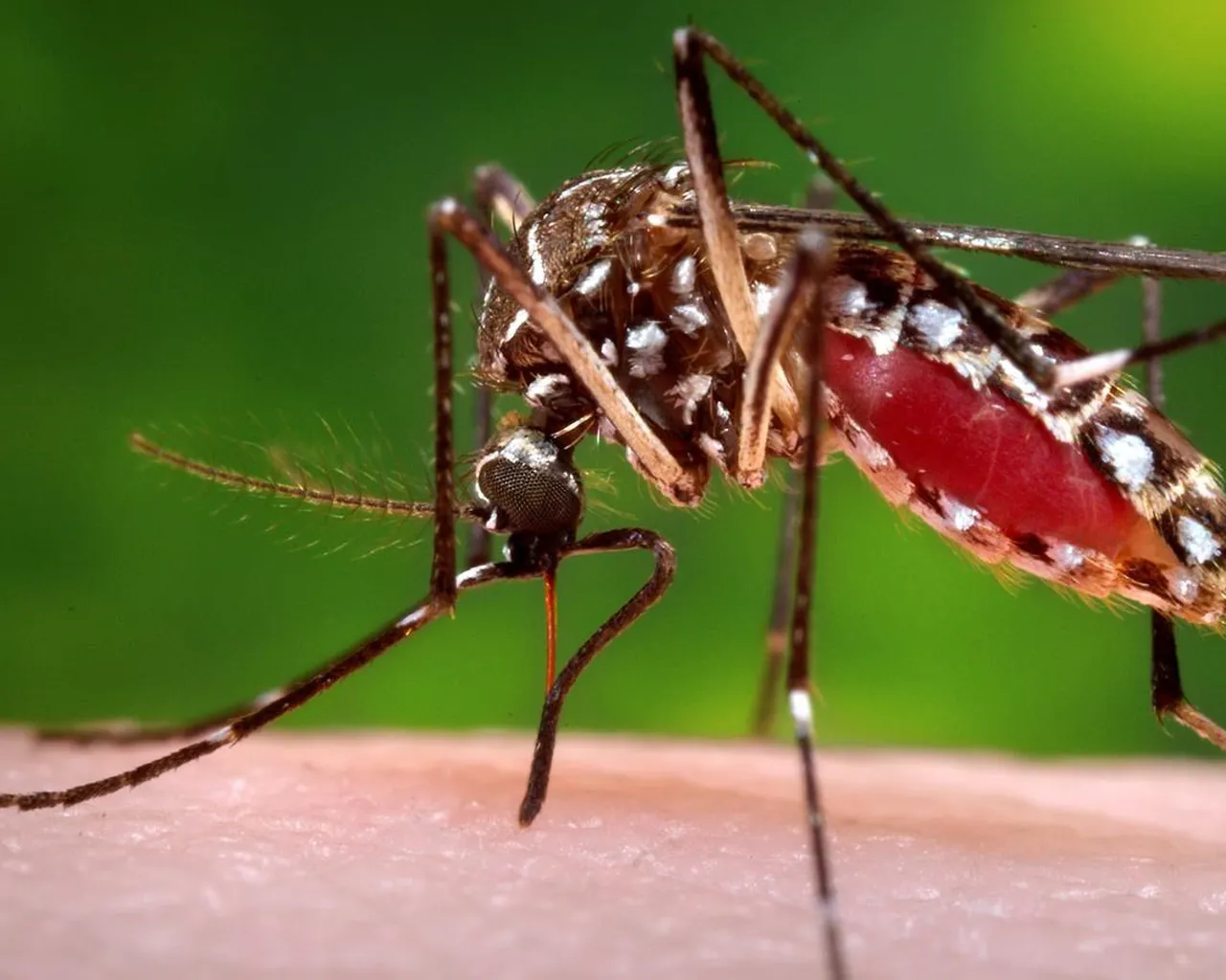 Are you a mosquito magnet?  It could be your smell