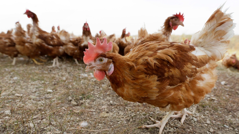 Avian flu cases are rising: what it means for poultry and egg prices