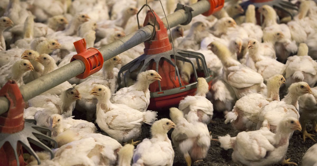 Avian flu is killing nearly a record number of poultry in the US