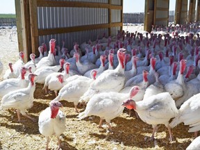 FOR NEIGHBORS OCT.  4, 2012: Turkeys at Darrel Winter and Corinne Dahm's outdoor turkey farm in Dalemead, 20 minutes south of Calgary.  Photo by Julie Van Rosendaal for Neighbours.  (ON STORY BY JULIE VAN ROSENDAAL FOR NEIGHBORS: DINING IN FOR 4 OCT 2012.)