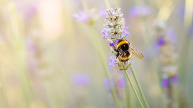 Bumblebees enjoy "playtime" in world's first study