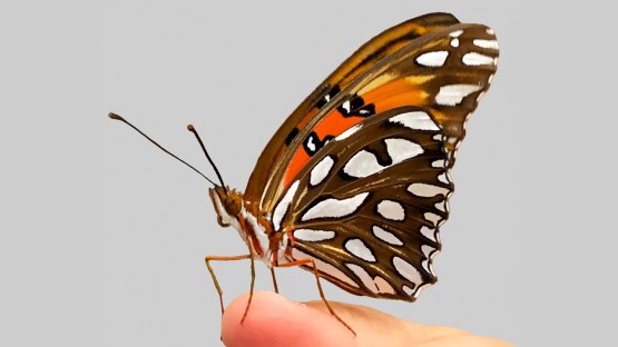 Butterfly wing patterns emerge from ancient “junk” DNA |  Cornell Chronicle