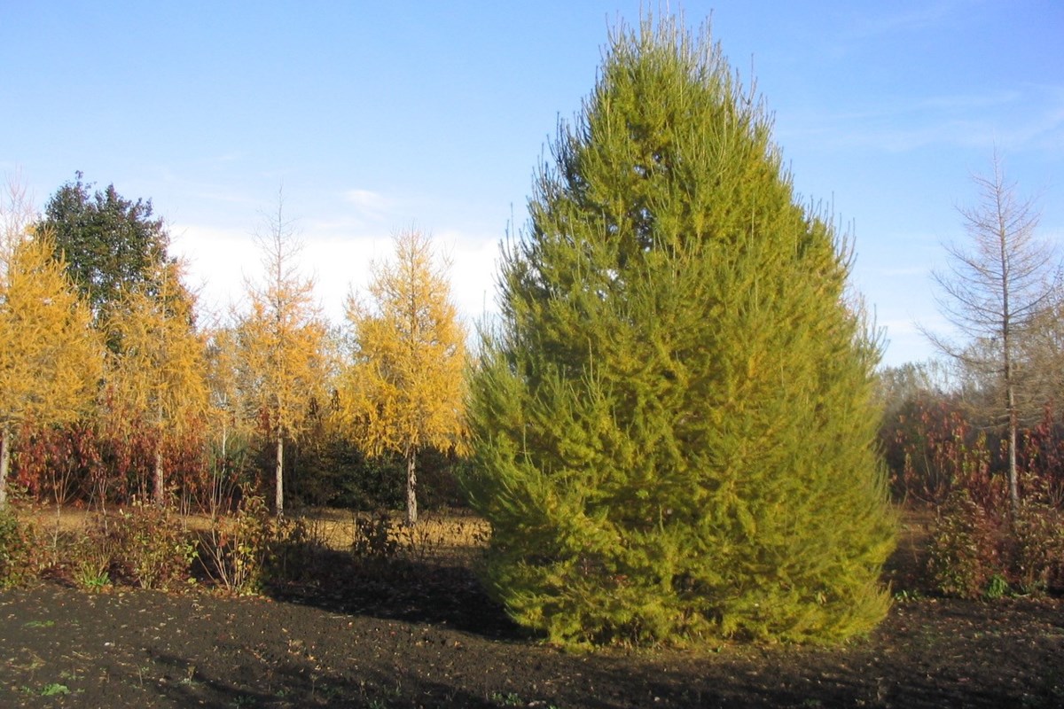 Column: larch and fir enrich the landscape