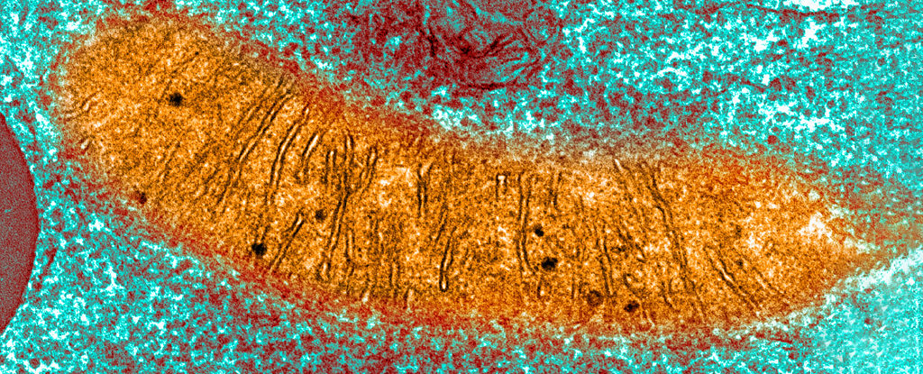 Every life form on earth uses the same chemical for energy.  This might explain why.