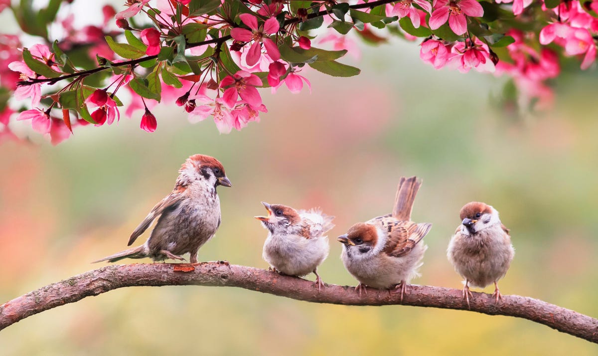 Feathered friends - New study shows that the proximity of birds relieves depression