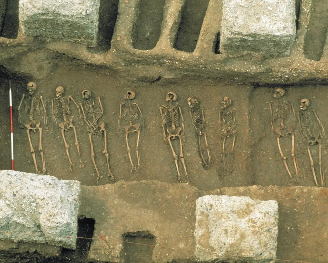 Genetic twist: The medieval plague may have shaped our immunity