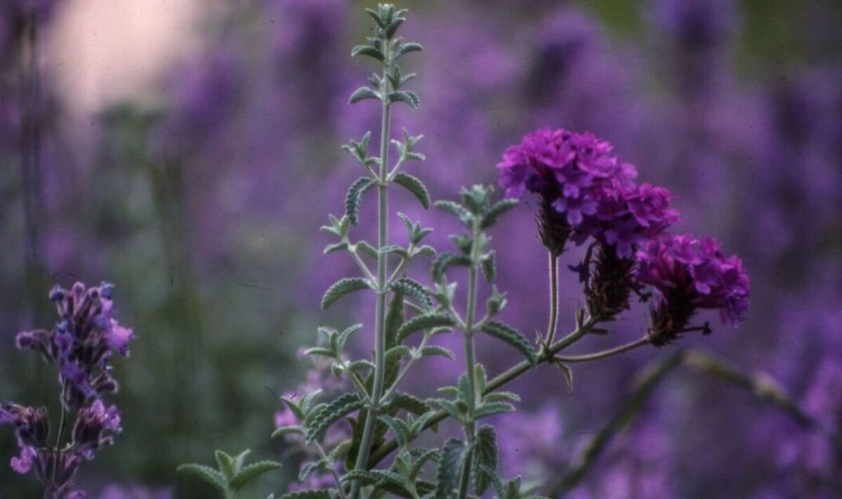 'Golden rule' for pre-winter lavender pruning - what you should 'never' do