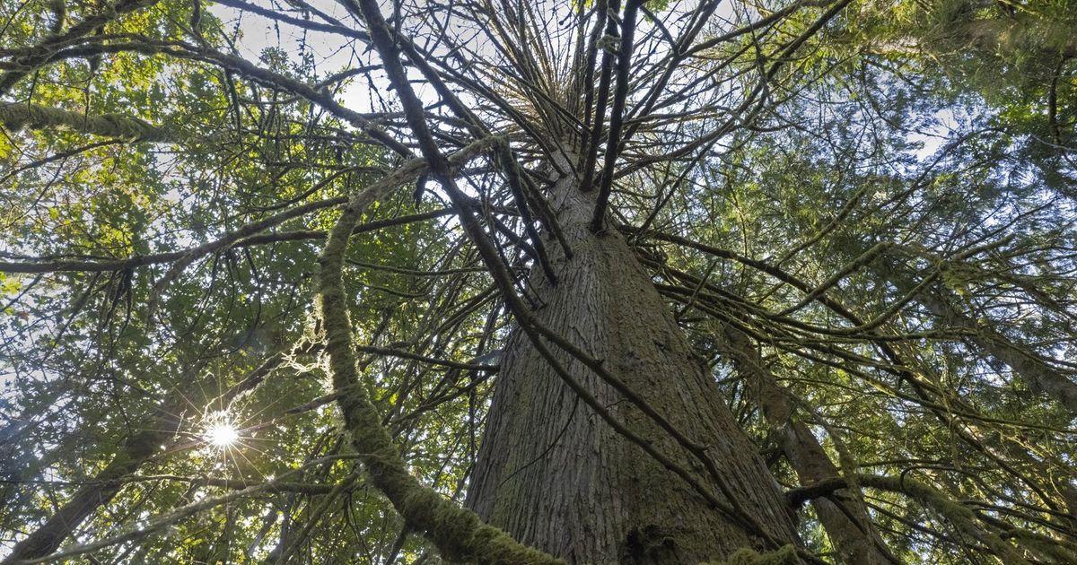 Has this iconic northwest tree reached a turning point?