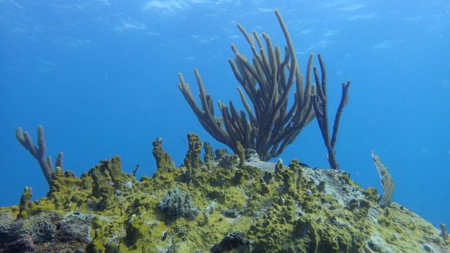 How do coral chemical compounds affect reef composition and health?