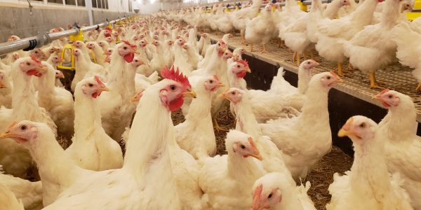 Lessons learned so far, expecting avian flu to persist