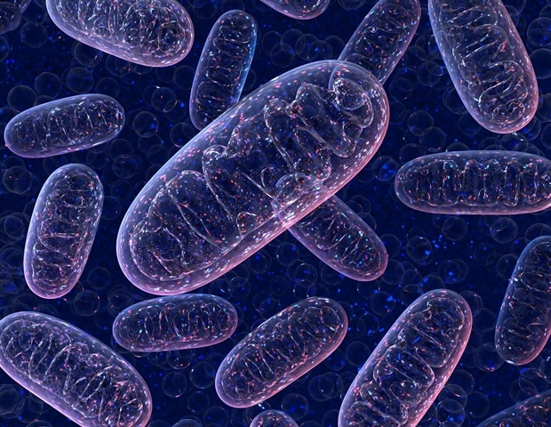 MTCH2 acts as a door for proteins into the mitochondrial membrane, a study shows