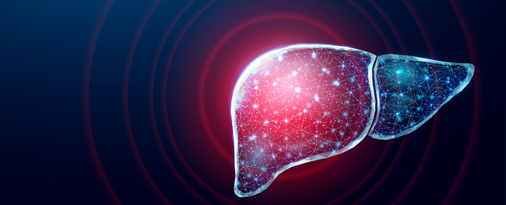 Mouse study shows how the liver's self-regeneration process can be accelerated