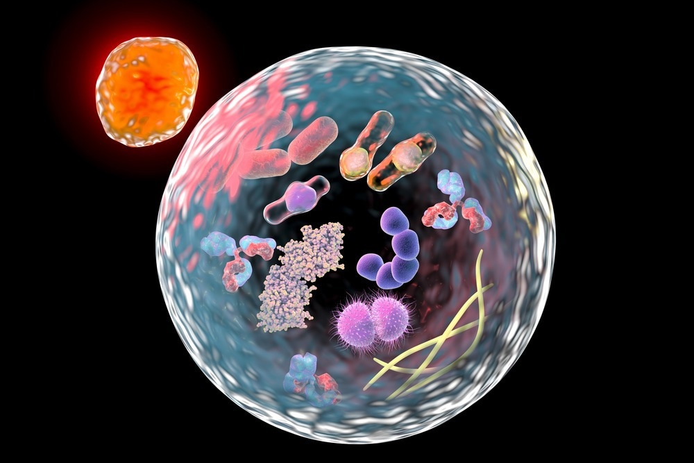 Pig acute diarrhea coronavirus promotes replication by inducing autophagy