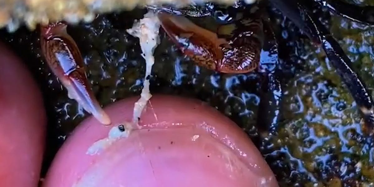 Remove dead skin from toes like crabs