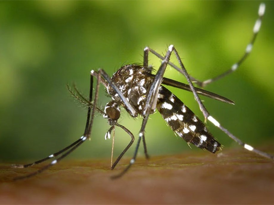 Researchers Find Out Why Certain People Attract Mosquitoes More Than Others  Health