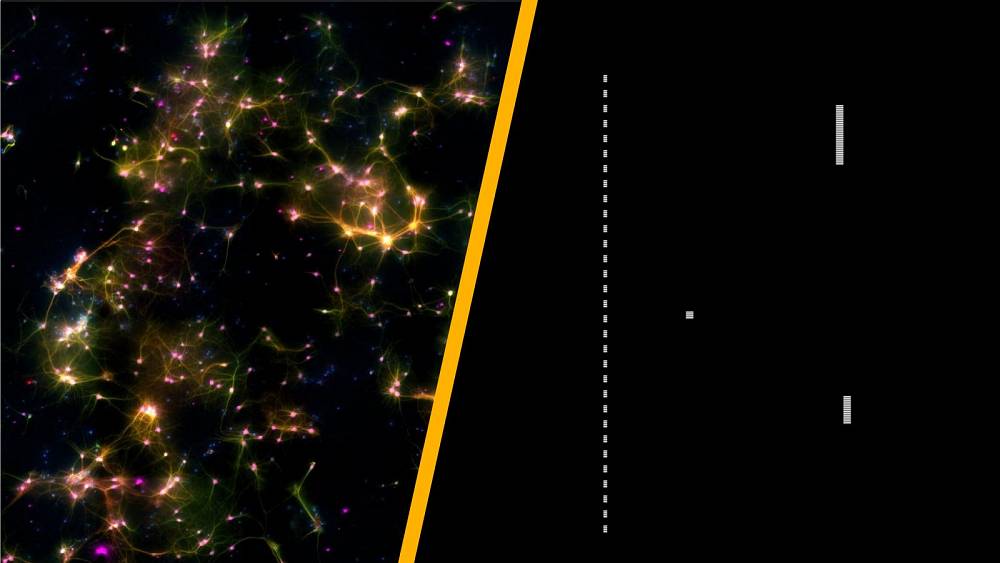 Scientists trained brain cells in a bowl to play the computer game Pong