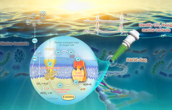 Shedding light on oceanic dark matter: Marine bacteria absorb carbon dioxide through photosynthesis