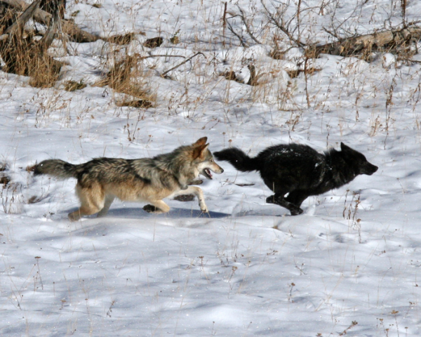 Sickly Shades of Gray: Disease outbreaks are affecting the color of wolves across North America