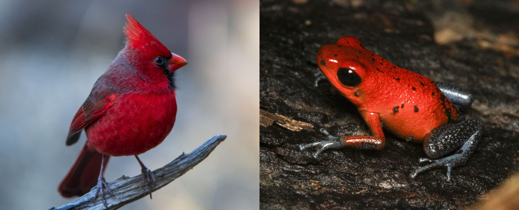 The animals' incredible colors mean different things, but we just found a pattern