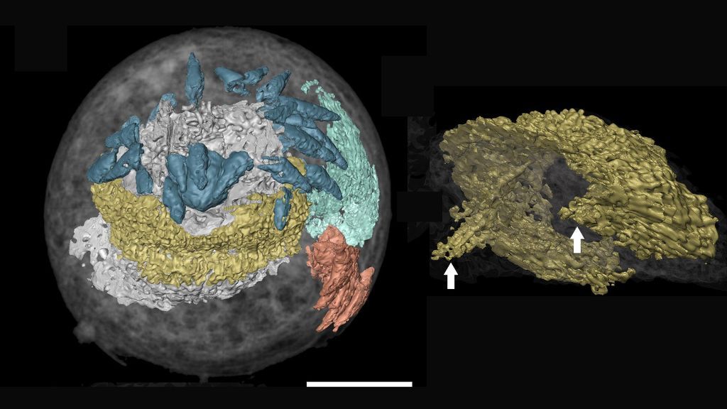 3D model of the embryo of a cambrian creature; the ring-shaped brain is marked in yellow within the embryo (left) and in a detailed image on its own (right)