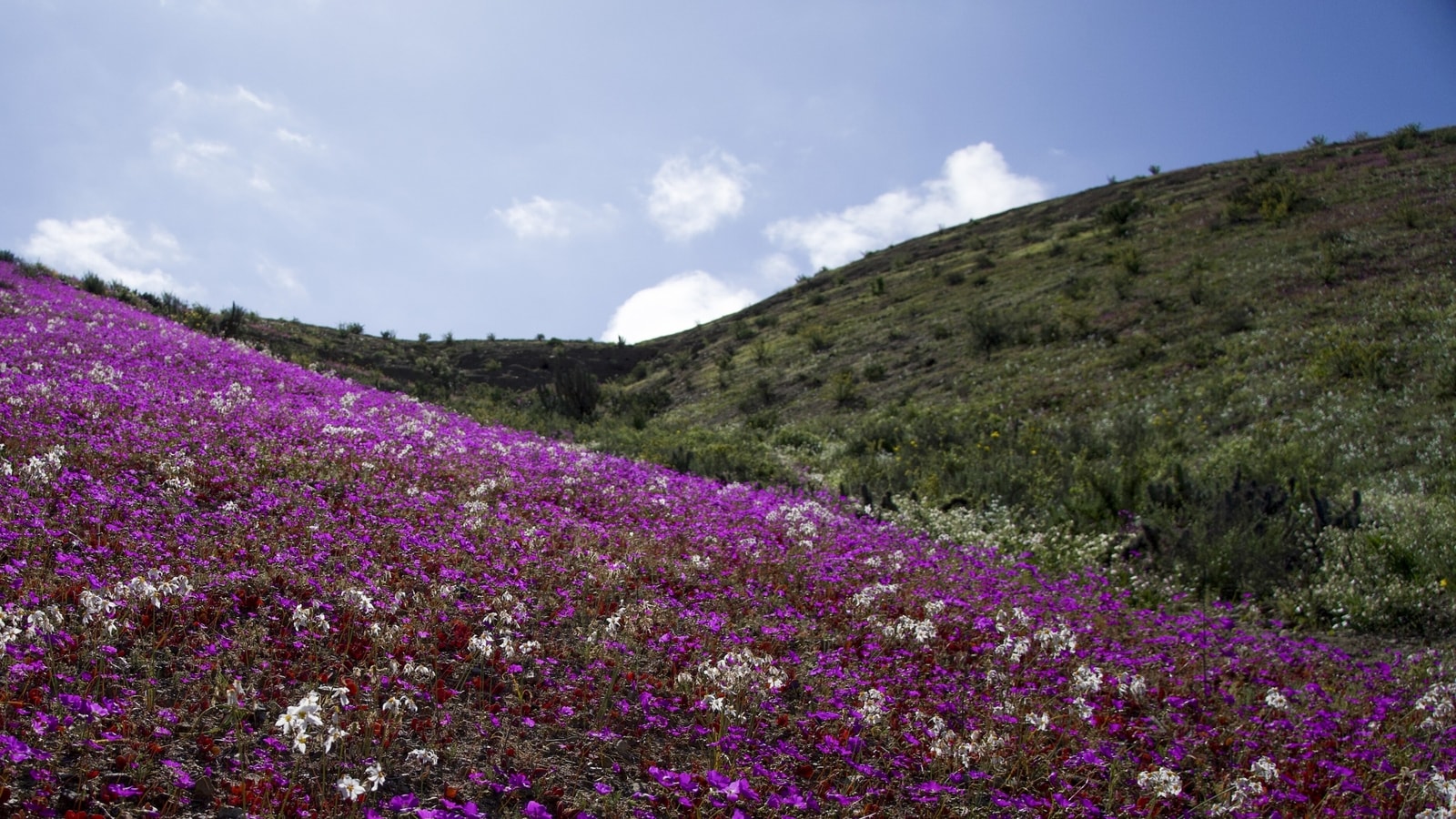 The world's driest desert Atacama blooms after heavy rains