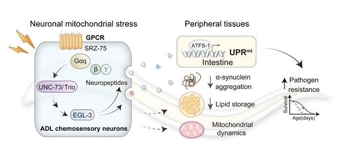 GPCR signaling coordinates mitochondrial stress communication between tissues in C. elegans