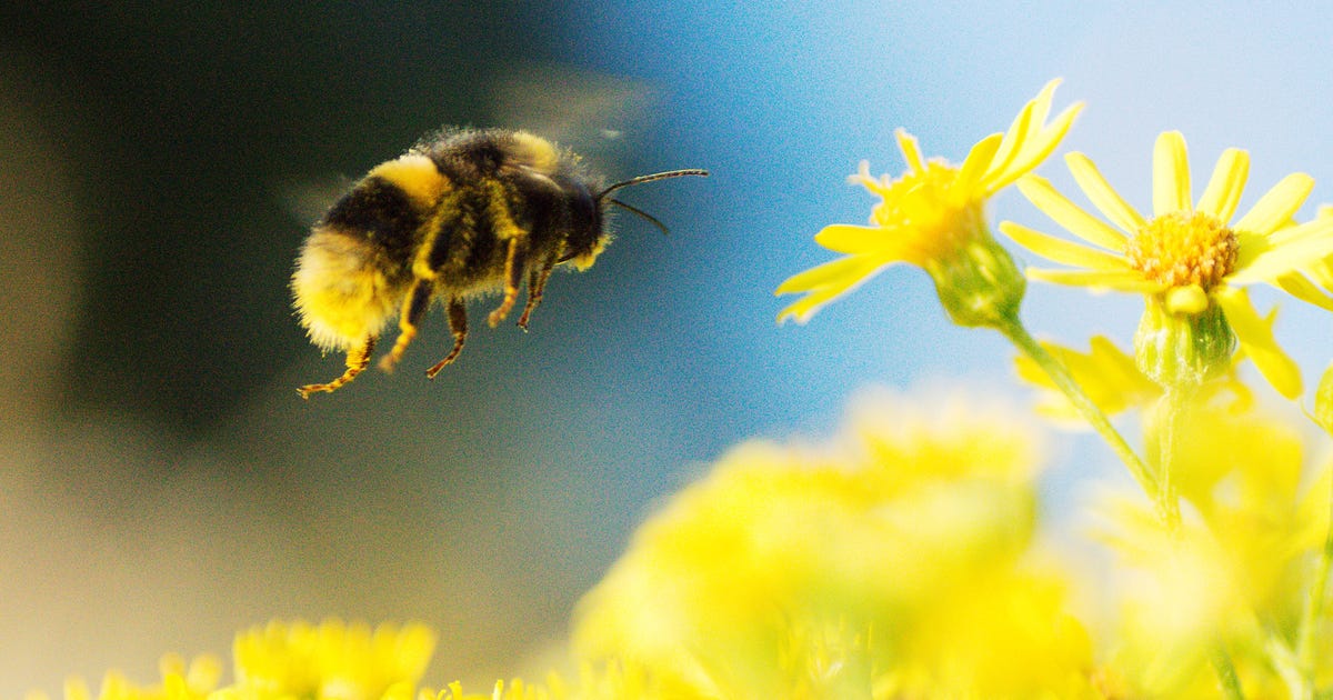 Scientists prove that bumblebees love to play with toys