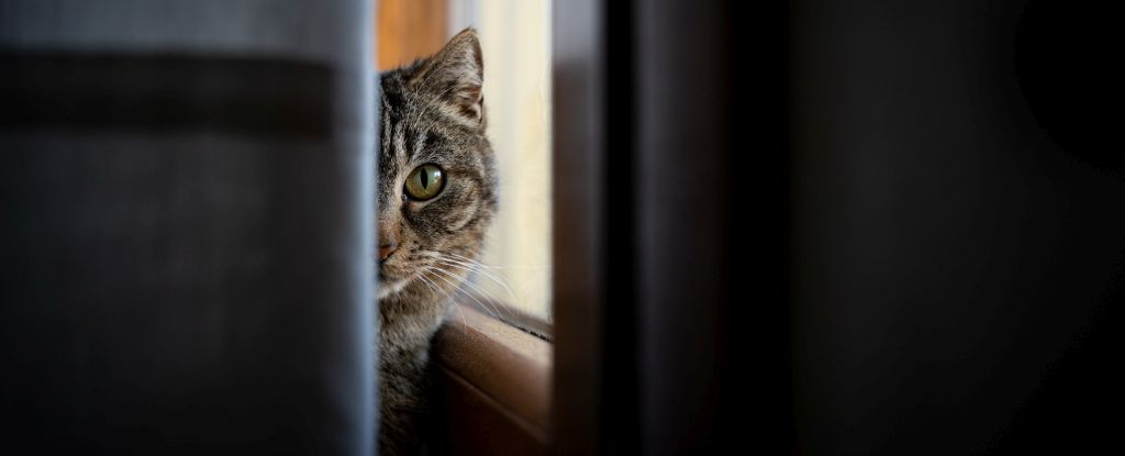 Scientists say cats may be harboring DNA from the crime scene